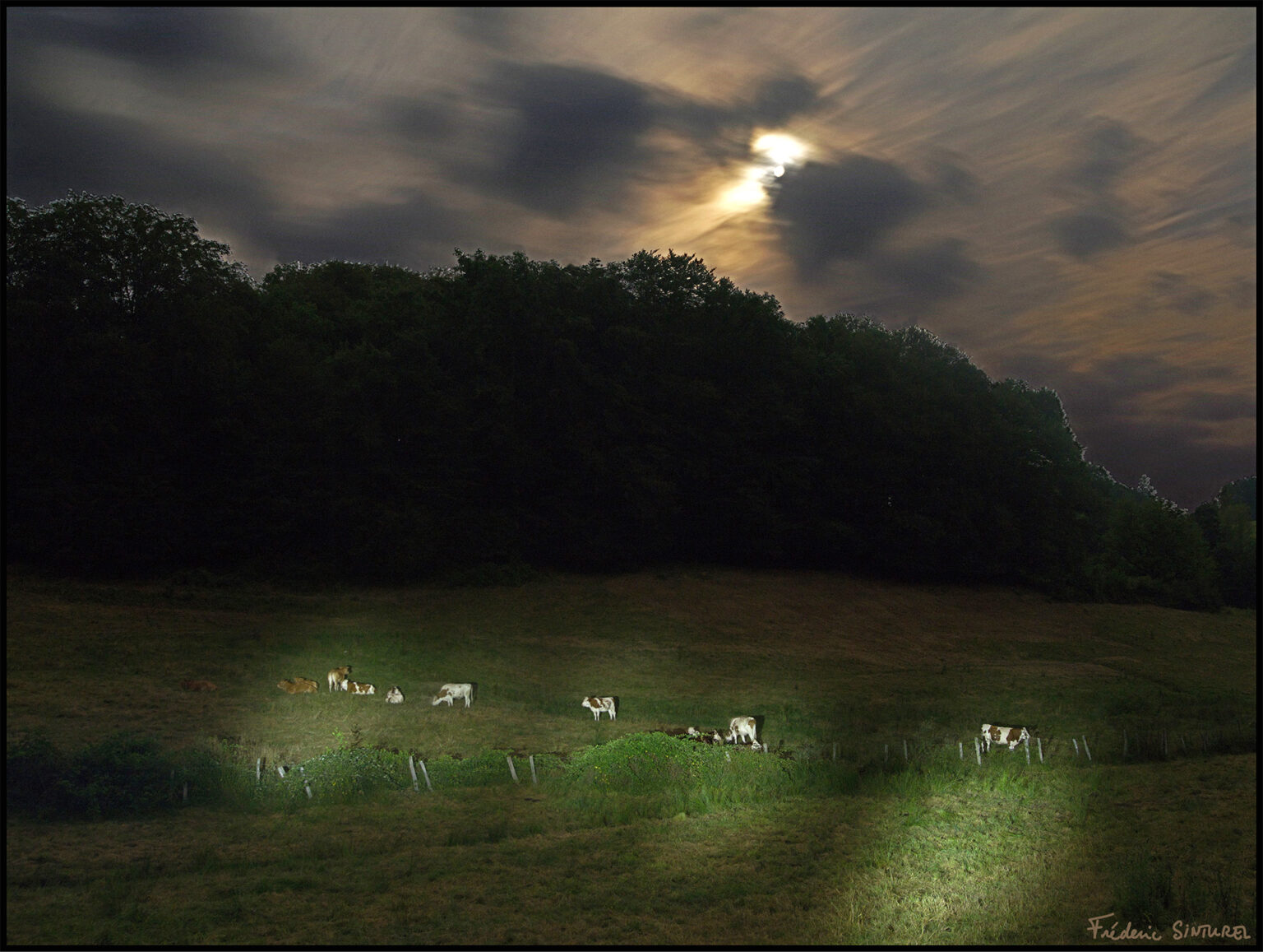 Vaches de lune