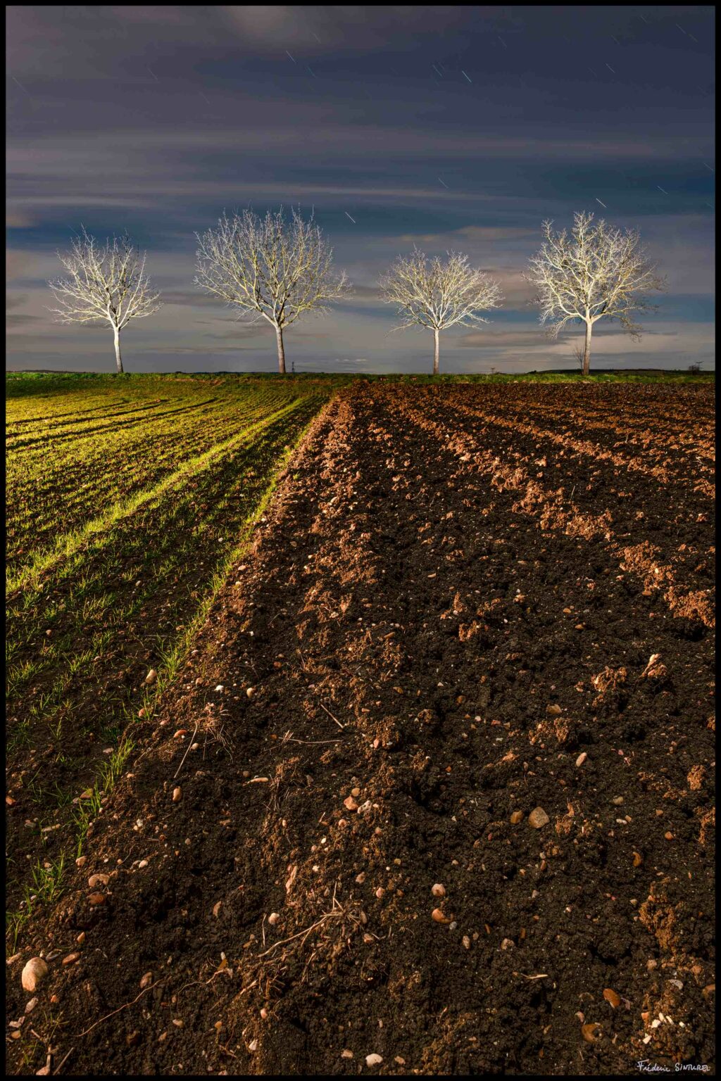 Arbres d'argent