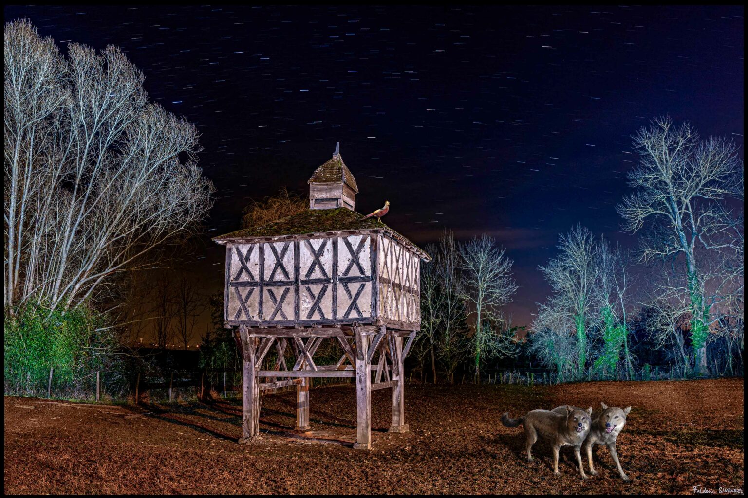 Les loups du pigeonier