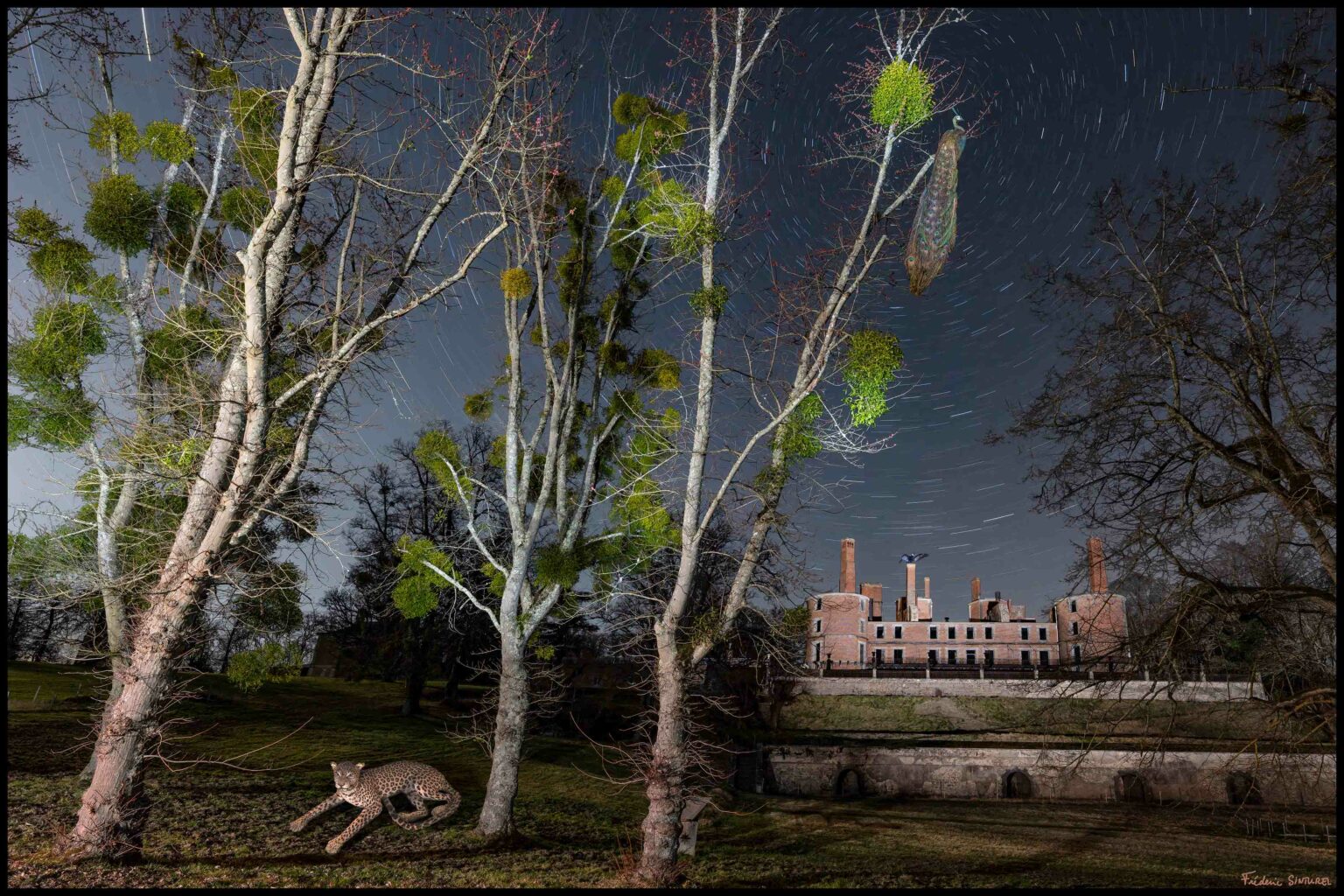 Panthère du Domaine Royal de Randan - Collection du Chateau